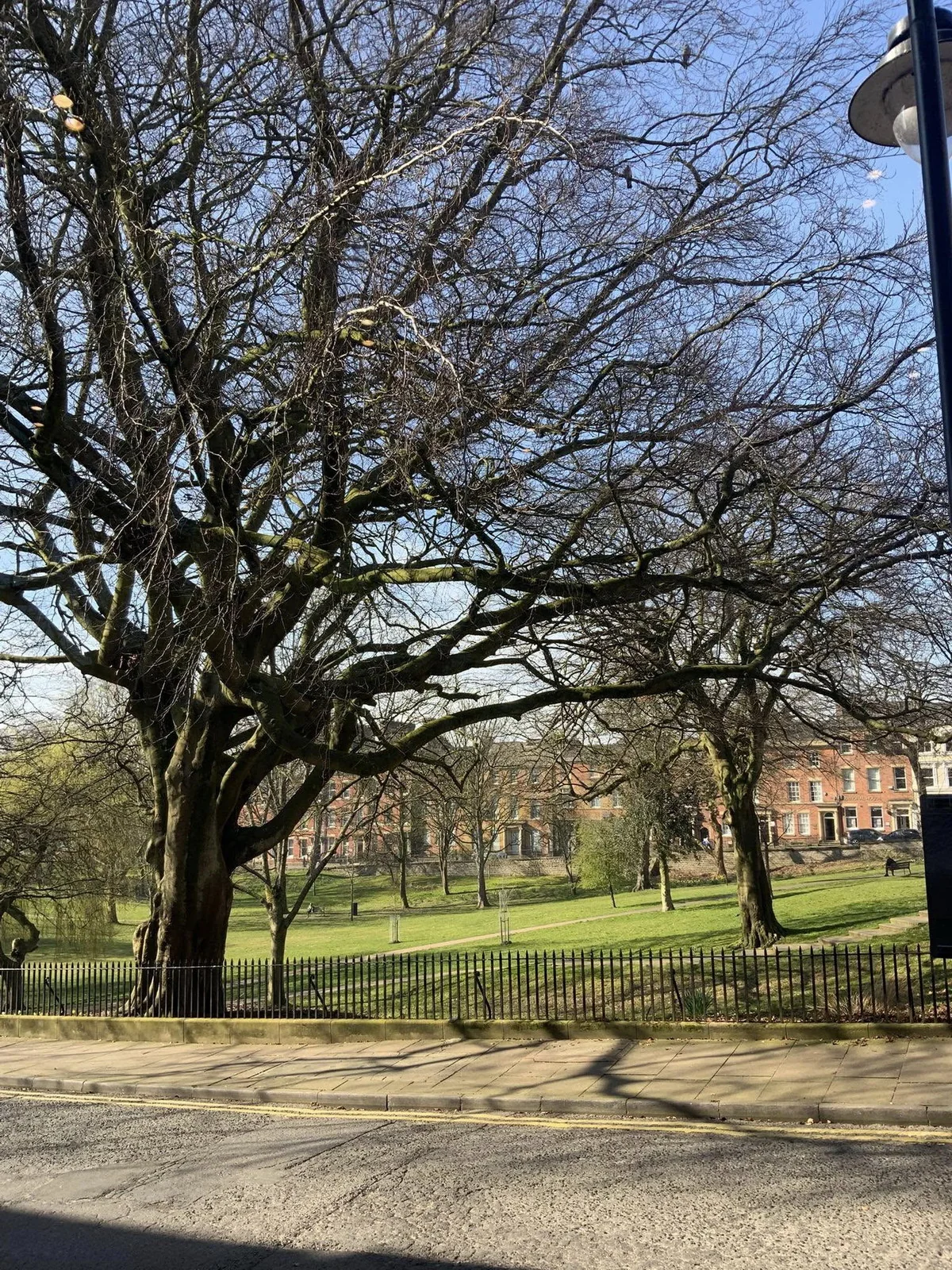 Mature trees in Winckley Square Gardens opposite the apartment
